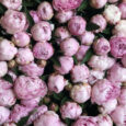 Peónia a legjobb holland kertészektől (bazsarózsa, pünkösdirózsa) – többféle színben és méretben