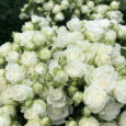 5 szál szuper extra csokros rózsa a Nógrádi kertészetből(egy szálon több apró virág) rózsaszín, krém, vagy fehér színben 60 cm